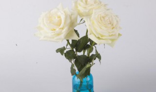 玫瑰花插花瓶怎么养的长久? 玫瑰花插花瓶能养多久