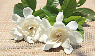 怎么让花保持新鲜?（怎么让花保持新鲜）