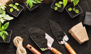 地黄怎么种植?（地黄怎么种植视频）