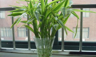 富贵竹怎么水养才旺盛? 富贵竹怎么水养才旺盛白砂糖