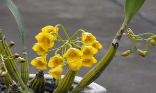 鼓槌石斛怎么养才开花?（鼓槌石斛怎样才能开花）