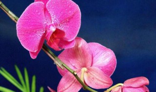 蝴蝶兰二次开花怎么养?（蝴蝶兰二次开花怎么养好）