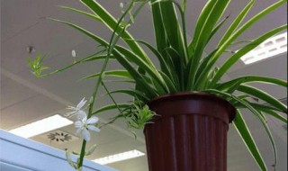 吊兰怎么养得又大又旺? 吊兰长的太旺盛了怎么办