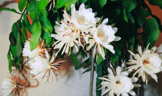 昙花如何养护才开花?（昙花花期养护）