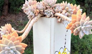 肉肉花怎么养?（肉肉花怎么养才能爆盆视频）