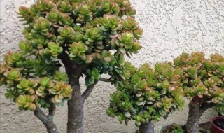 吸财树怎么养成老桩?（吸财树怎么修剪成老桩）