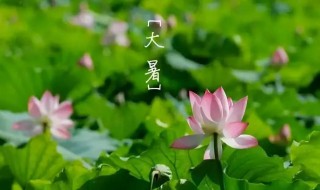 掰一掰大暑节气的民俗和养生（大暑时节养生）