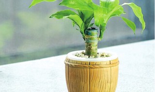 怎么养殖巴西木? 怎么养殖巴西木多长时间发芽
