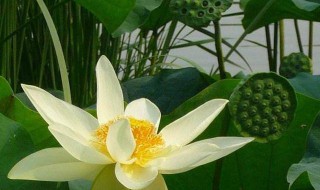 2021什么时候入伏（2021什么时候入伏几点）