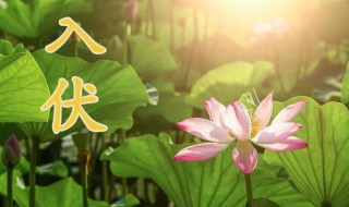入伏2021年从哪一天开始（2021年入伏在哪天）