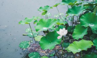 大暑节气里的那些气象（大暑节气天气特点）