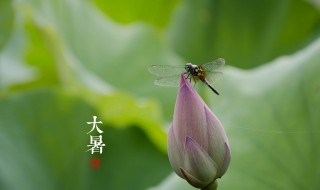 节气大暑是什么意思?（小暑大暑节气的意思）