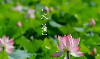大暑节气四种养生菜可口又健康 大暑节气吃什么菜