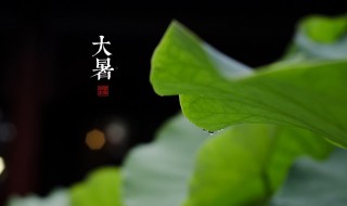 大暑养生要点讲解（大暑养生要点讲解内容）