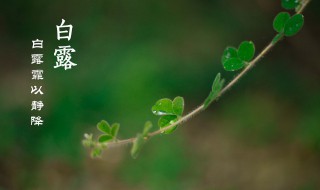 二十四节气白露是什么意思（24节气白露的意思）