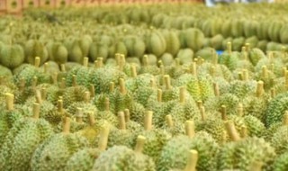 中国的榴莲之乡在哪里 中国的榴莲之乡在哪里啊