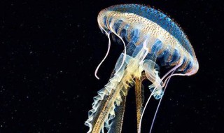 海母是什么（中药海母是什么）