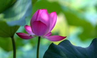 三伏天是什么意思含义（三伏天是什么意思啊）