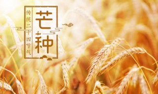 芒种的来历和风俗 芒种的来历和风俗用英文