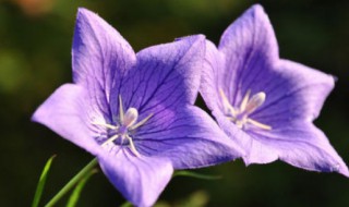 紫番红花的花语是什么（各种紫色花的花语是什么）