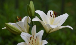 西伯利亚百合花语是什么 西伯利亚多头百合花语