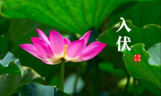 2021三伏天从什么时候开始 2021三伏天从什么时候开始至结束三伏