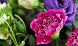 教师节送什么花最新 教师节送花什么花好