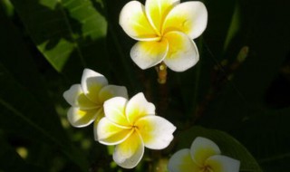 小暑节气的特征是什么（小暑节气的特征是什么呢）