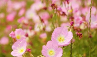 红樱草的生日花语是什么 红花樱草花语