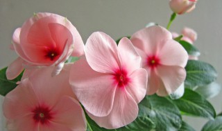 长春花的花语是什么意思（长春花的花语是什么?）
