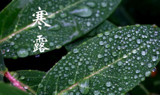 寒露有什么吉祥寓意以及含义是什么 寒露有什么象征意义