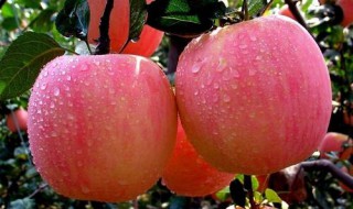 苹果如何清洗（苹果如何清洗听筒）
