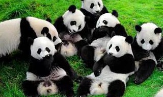 成都大熊猫繁育研究基地介绍（成都大熊猫繁育研究基地介绍略文400字）