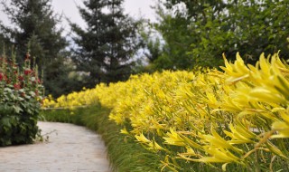 为什么开花的黄花菜不能吃 黄花菜为什么不能开花摘