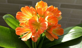 君子兰花怎么养（君子兰怎么养才能开花）