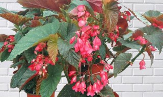 竹节海棠怎么养护长的好开花多（竹节海棠怎样才能开花）