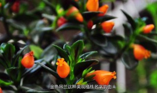 新买的金鱼吊兰咋养（刚买来的金鱼吊兰的养殖方法和注意事项）