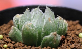 玉露多肉植物怎么养 玉露多肉植物怎么养才养得又大又肥