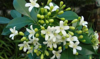 九里香怎么养才能开花 九里香怎么养才能开花爆盆
