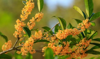 桂花树怎么修剪才好看 大桂花树怎样修剪树枝