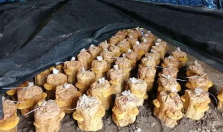 在家怎么种桑黄（在家怎么种桑黄投资多少）