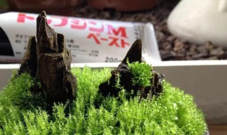 青苔怎么养才茂盛（青苔怎么才能养活）