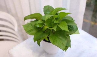 绿箩怎么养护长得才茂盛 绿箩怎么养护长得才茂盛呢