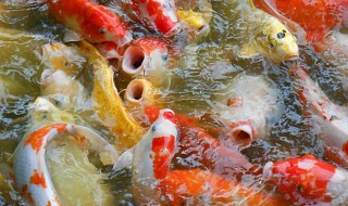 锦鲤水花养殖注意事项 锦鲤水花养殖注意事项图片