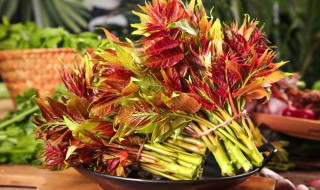 香椿芽怎样保存最新鲜 香椿芽怎样保存好