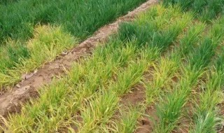 小麦打除草剂发黄叶子发干怎么办 小麦打除草剂发黄叶子发干怎么办呢