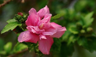 木槿花能吃吗（木槿花能吃吗怎么吃）