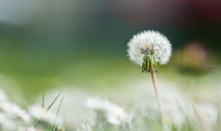 蒲公英花能吃吗 蒲公英花能吃吗怎么吃