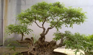 黄荆树桩盆景怎样栽种 黄荆树桩盆景怎样栽种成活率高