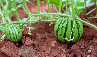 西瓜怎么种植的方法 西瓜怎么种植的方法视频教程